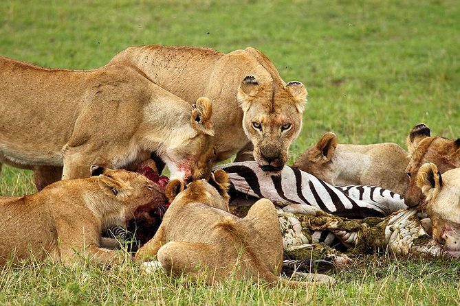 6 Day Tanzania Wildlife Mid range Safari - Food, Lodging, and the Meaning of Mid-Range