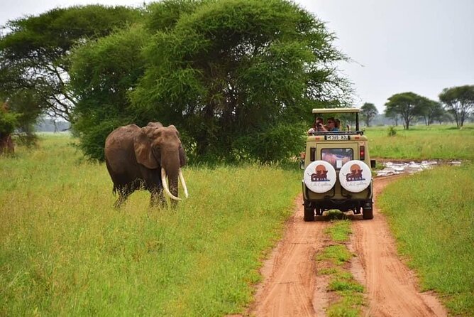 6 days 5 nights safari Ngorongoro, Serengeti and Tarangire National Parks - Day 6: Descending into Ngorongoro Crater