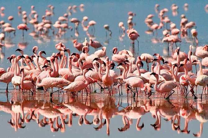 6 days 5 nights safari Ngorongoro, Serengeti and Tarangire National Parks - Day 2: Tarangire and the park of elephants