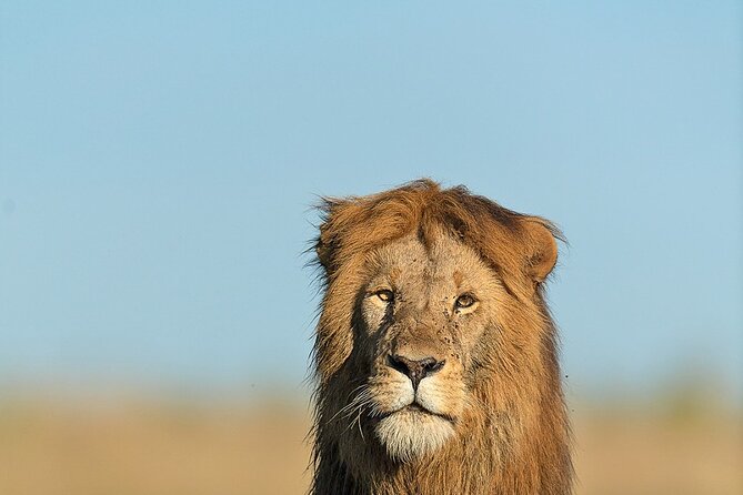 6 Days Kenya Adventure Wildlife Safari - The final dawn drive and return to Nairobi