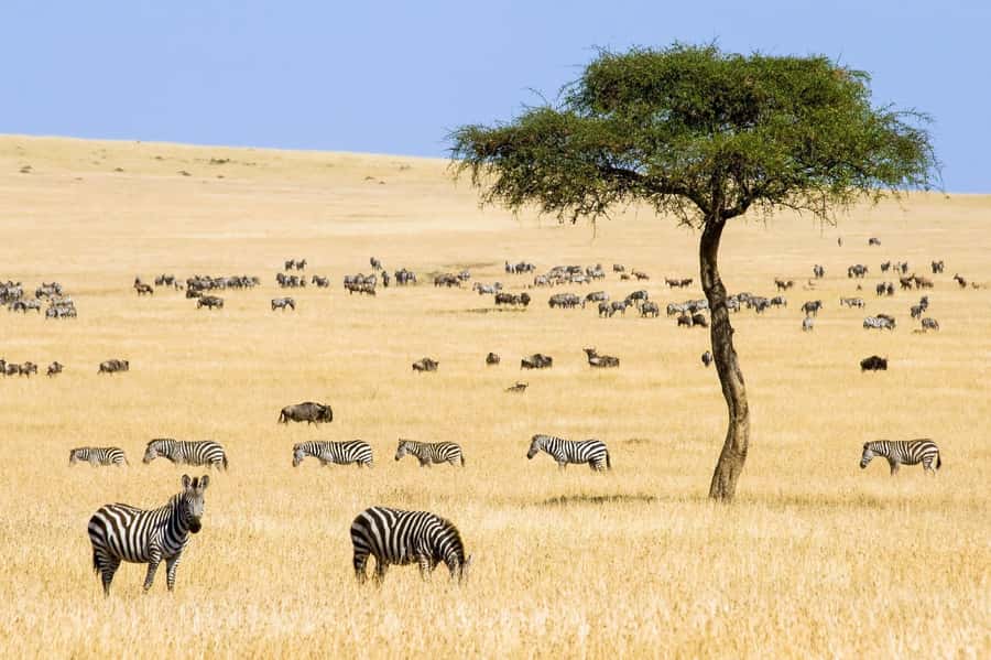 6 Days Kenya Budget Safari - Key points to know before booking