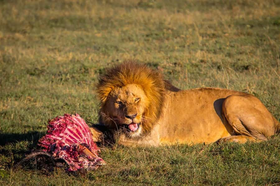 6 Days Kenya Budget Safari - What this six-day Kenya safari actually covers