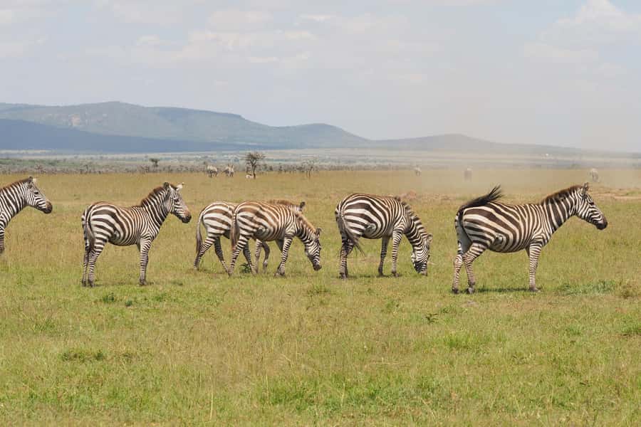 6 Days Kenya Budget Safari - Day 2: A full game day in Maasai Mara