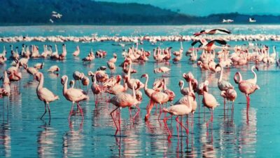 6 Days Kenya Budget Safari