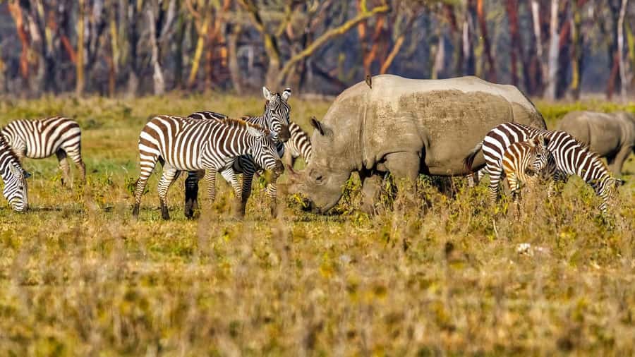 6 Days Kenya Budget Safari - Day 4: Lake Nakuru rhinos, then the long run to Amboseli