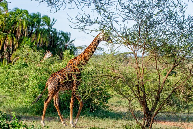6 Days Luxury Northern Circuit Safari - A Glimpse of Tanzania Adventure - Ndutu and the Serengeti: The Right Season Matters