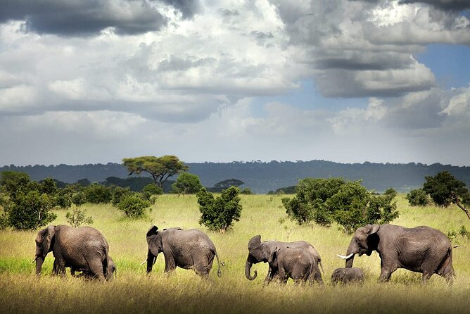 6 Days Mid-Range Tanzania Safari - Day one: Arusha, airport arrival, and first bearings