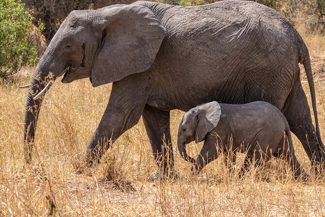 6 Days Mid-Range Tanzania Safari - Day two: Tarangire’s elephants and baobabs