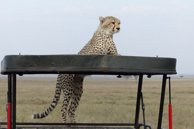 6 Days Private Budget Safari - Day 4: One last Serengeti drive, then Ngorongoro