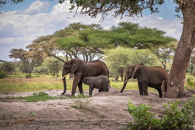 6 Days Private Budget Safari - Day 1: Tarangire’s elephants and baobabs
