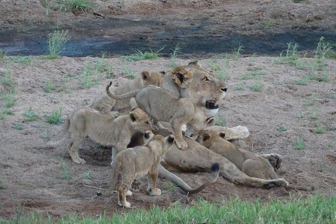6 Days Safari to Udzungwa Mountain NP, Ruaha NP and Mikumi NP - Day 3: Entering Ruaha for a full wildlife drive
