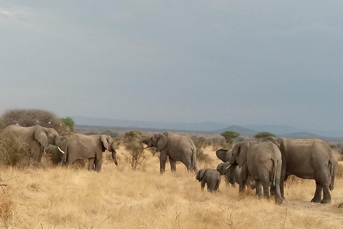 6 Days Safari to Udzungwa Mountain NP, Ruaha NP and Mikumi NP - Day 4: A second full day among elephants and baobabs
