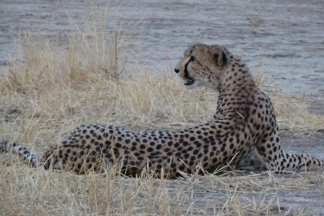 6 Days Safari to Udzungwa Mountain NP, Ruaha NP and Mikumi NP - Day 6: Mikumi game drive and return to Dar es Salaam