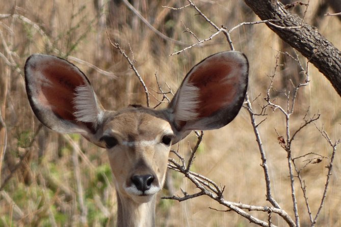 6 Days Safari to Udzungwa Mountain NP, Ruaha NP and Mikumi NP - What the $1,656 price really covers
