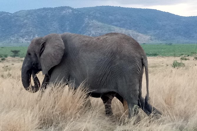 6 Days Safari to Udzungwa Mountain NP, Ruaha NP and Mikumi NP - Day 2: Udzungwa forest and Sanje Waterfall
