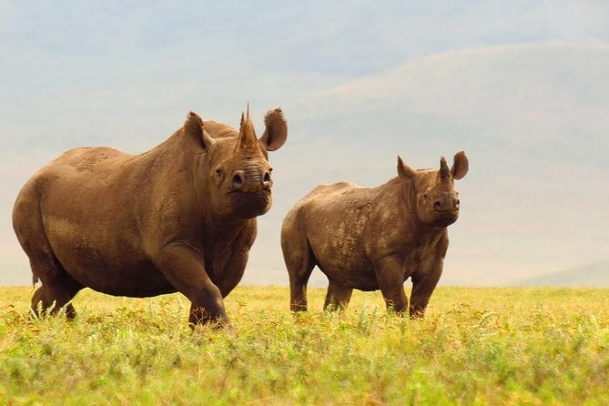 6 Days Serengeti Safari(hiking waterfalls &coffee tour) - Day 4: The Ngorongoro Crater from the crater floor