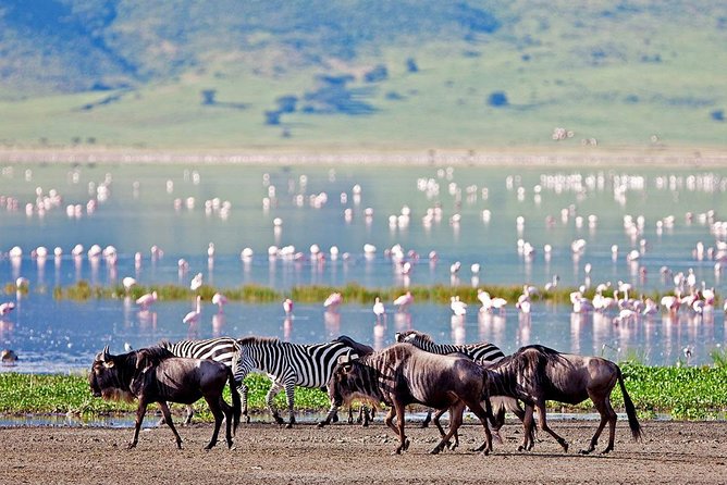 6 Days Serengeti Safari(hiking waterfalls &coffee tour) - Camping, vehicles, and the human side of the trip