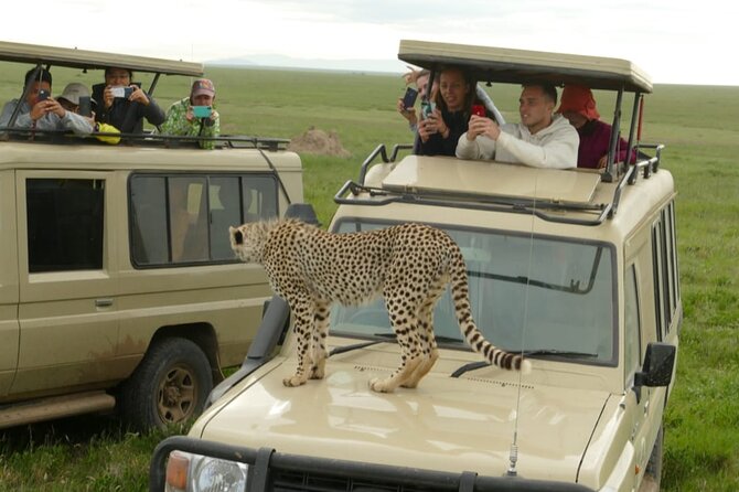 6 Days Tanzania Budget Camping Safari - Two chances to search the Serengeti