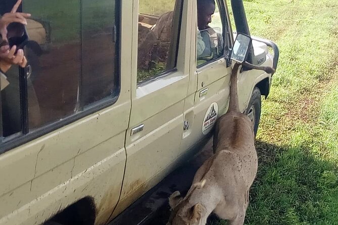 6 Days Tanzania Budget Camping Safari - Early Serengeti morning, then toward Ngorongoro