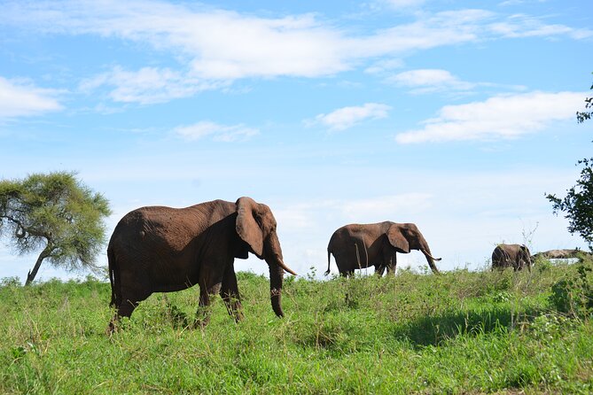 6 days Tanzania budget safari - Camping, food, and the real value of $2,500