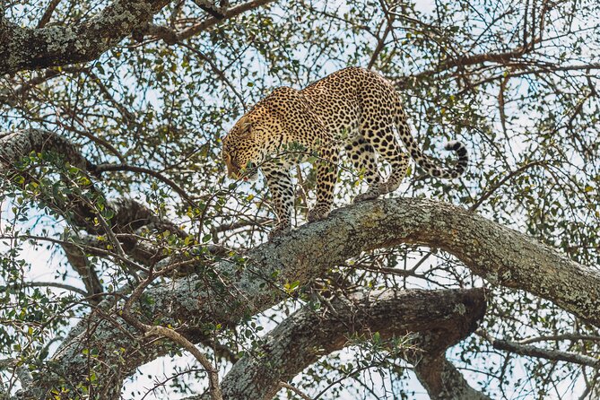 6-DayThe Best of Northern Tanzania Safari - Day three: a full day in the Serengeti