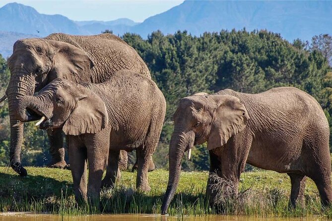 7-Day Garden Route Safari Adventure from Cape Town - Five things to know before booking