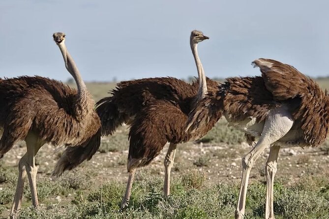 7-Day Garden Route Safari Adventure from Cape Town - Why this private route works well