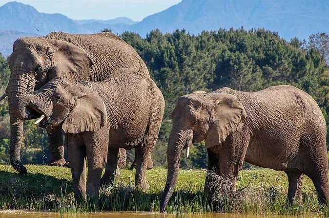 7-Day Garden Route Safari Adventure from Cape Town - Day 5: Knysna Heads, wild cats, and Birds of Eden