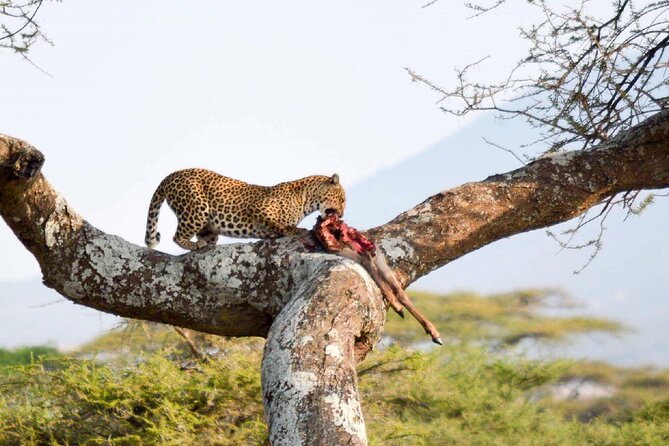 7-Day Great Migration Safari - Days 4 and 5: Two full days in the Serengeti
