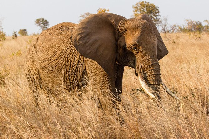 7-Day Great Migration Safari - Day 6: From the Serengeti to Ngorongoro