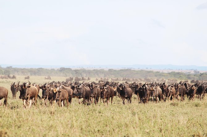 7-Day Premium Luxury Tanzania Safari All-Inclusive - Day 4: Crossing the highlands into the Serengeti
