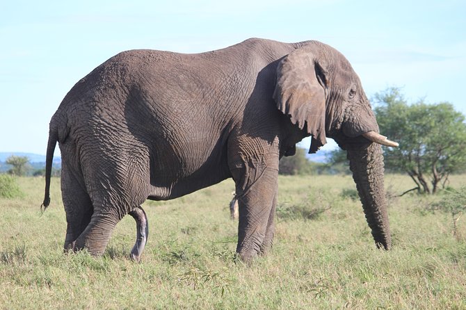 7-Day Premium Luxury Tanzania Safari All-Inclusive - Day 7: The airport transfer from Karatu
