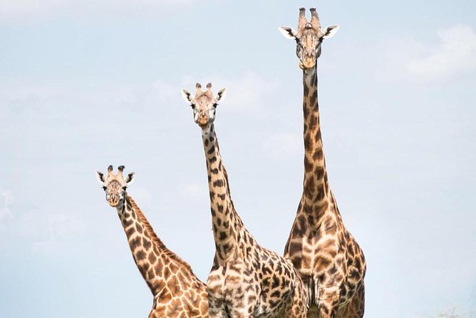 7 days great migration safari - Why this seven-day route is different