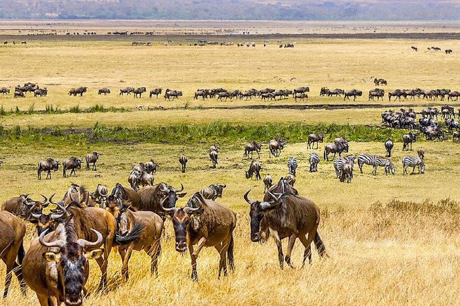 7 days great migration safari - Day 3: A full day in northern Serengeti