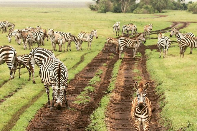 7 days great migration safari - Day 4: The Seronera Valley and central Serengeti