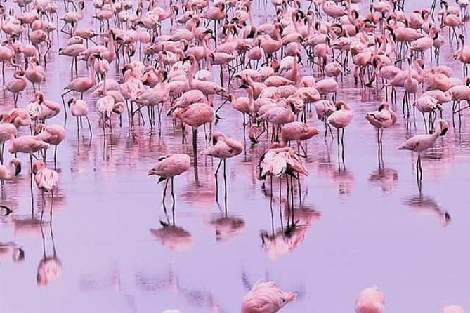 7 days great migration safari - Day 1: Lake Natron and the Rift Valley Escarpment