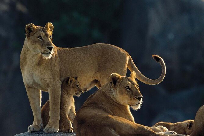 7 Days Tanzania Luxury Safaris - What this seven-day safari is really like