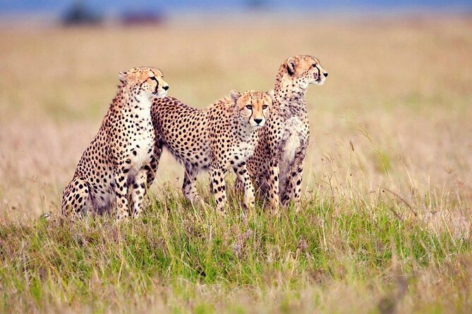 7 Days Tanzania Luxury Safaris - Day 4: A full Serengeti game-drive day