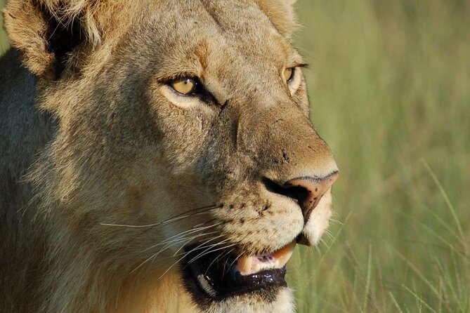 7 Days Tanzania Luxury Safaris - Day 6: Ngorongoro Crater and a concentrated wildlife day