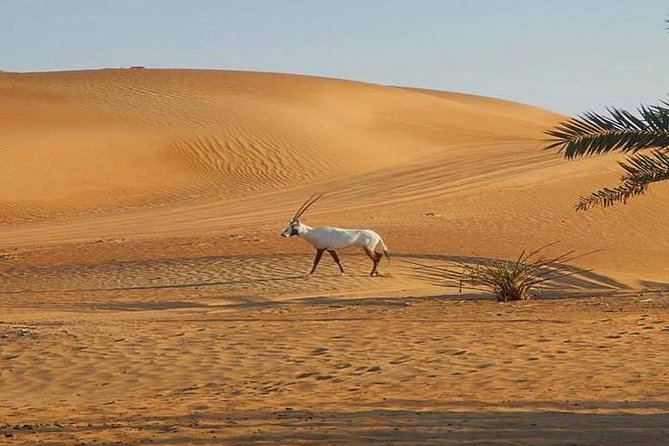 7-hour Small Group 4x4 Desert Safari Tour with Buffet Dinner in Dubai - The buffet dinner, drinks, and camp atmosphere