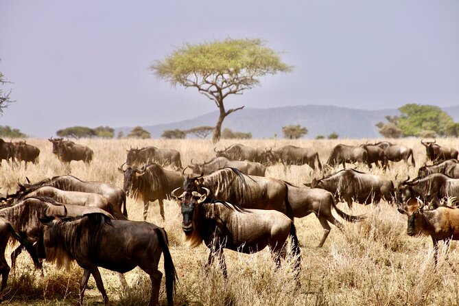 8-Day Essence of Tanzania Safari - Luxury - Starting in Arusha beneath Mount Meru