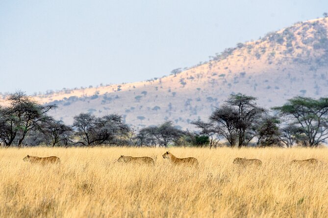 8-Day Essence of Tanzania Safari - Luxury - Olduvai Gorge and the road into the Serengeti
