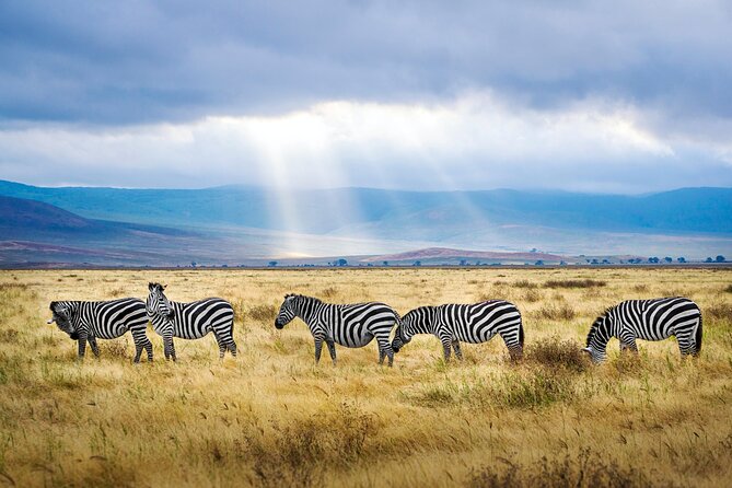 8-Day Essence of Tanzania Safari - Luxury - The final Serengeti morning and a Maasai village visit