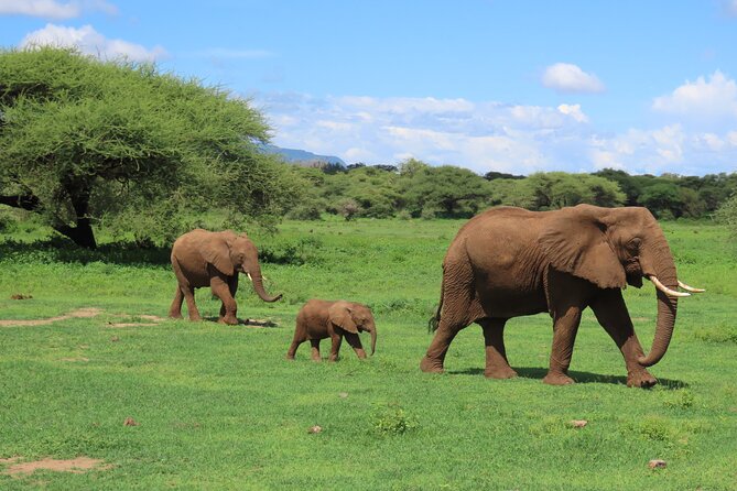 8-Day Essence of Tanzania Safari - Luxury - Tarangire: elephants and a quieter first game drive
