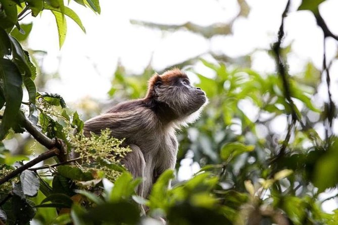 8-Day Murchison Falls, Chimp and Epic Gorilla Trekking Safari - The safari in five quick points