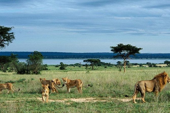 8-Day Murchison Falls, Chimp and Epic Gorilla Trekking Safari - Why this Uganda route works