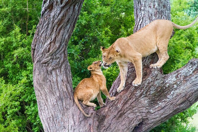8 Day Safari The Best of Tanzania & Lake Eyasi - Lake Manyara: forest, escarpment, and tree-climbing lions
