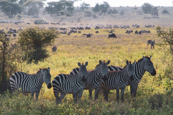 8 Day Safari The Best of Tanzania & Lake Eyasi - Tarangire: baobabs, elephants, and wide-open country