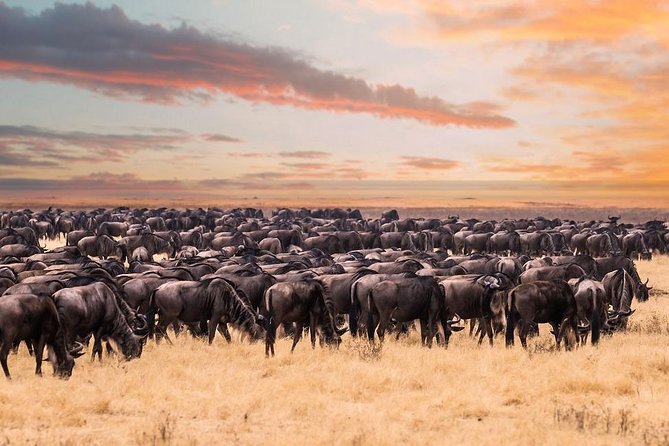 8 Day Spectacular Migration Serengeti mid -Range Tanzania Safari - Arusha begins the trip at an easy pace