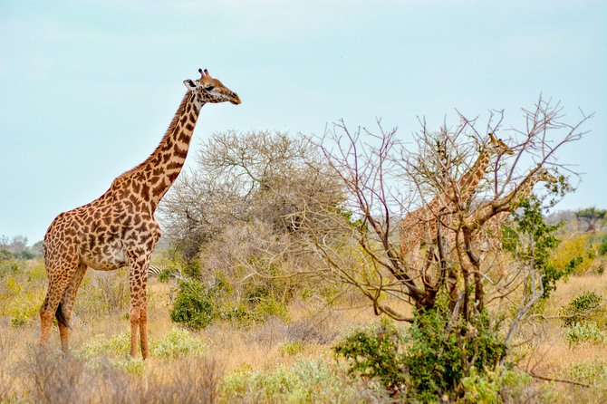 8 Day Spectacular Migration Serengeti mid -Range Tanzania Safari - Two northern Serengeti days target the migration